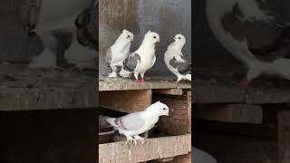 satinette pigeon Fancy pigeon [upl. by Baggott]