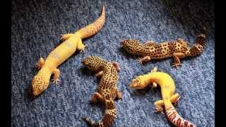 Whats the Best Substrate to Use for Leopard Geckos  Caring for Leopard Geckos [upl. by Lorain564]