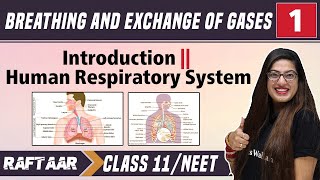 Breathing amp Exchange of Gases 01  Introduction  Human Respiratory System  Class 11NEET  RAFTAAR [upl. by Burkley]