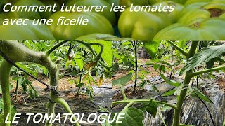 comment tuteurer les tomates avec une ficelle [upl. by Benn]