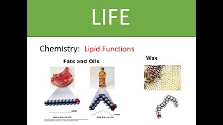 chem014 Fat and Lipid Function [upl. by Baird791]