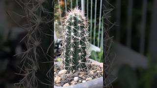 Pilosocereus Pringlei top cut’s root start growing after few weeks dorman cactaceae pilosocereus [upl. by Akirdnuhs224]