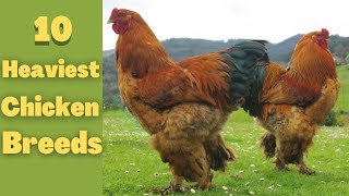 10 Heaviest chickens breeds in the world 10 Largest Chicken Giant Chickens [upl. by Eita]