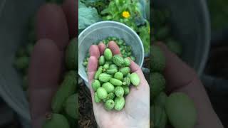 Surprising Cucamelon Harvest harvest harvesting [upl. by Ileek]