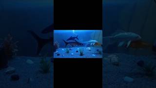 Tiger fish blacknur smnuruzzaman nurblog viralvideo fish [upl. by Orofselet]