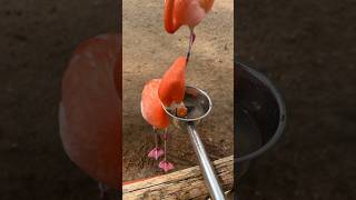 Snack time with Cher the flamingo 🦩😋 animals birds shorts [upl. by Lawley628]