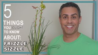 5 Things You Ought To Know About Your Frizzle Sizzle Albuca Spiralis Care Repot  More [upl. by Ayouqes]