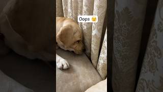 Kaam nikalvana koi inse sikhe😅 simba doglover petparent funnydogvideos cutepuppy [upl. by Jeffy]