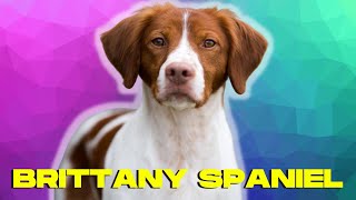 Brittany Spaniel Dog 101  Top 10 Facts and THINGS to Know [upl. by Pavior]