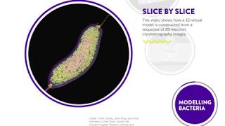 Bacterial World  The Secret Life of Bacteria [upl. by Rein]