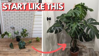 How to grow the BEST Monstera [upl. by Persian]