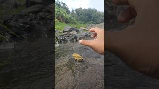 A cute frog who is clever escaping from frog hunters 🐸 funny funnyvideo [upl. by Borroff]