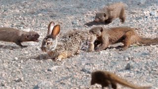 Mongooses Tear Baby Hare Apart [upl. by Enomsed]