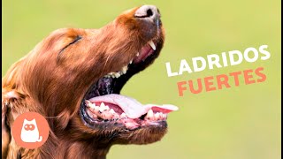 Perros LADRANDO FUERTE 🐶🔊 Mira cómo REACCIONA tu PERRO [upl. by Nnelg177]