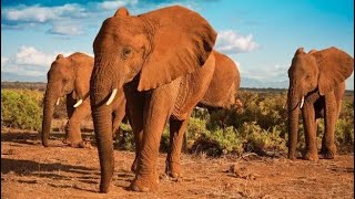 Addo National park videos elephant lion buffalo kudu and many other wildlife full episode [upl. by Atinit]