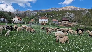 SELO KAO ANTISTRES TERAPIJA Prinove u proljetnim danima  Selo Mazoče [upl. by Nolan]