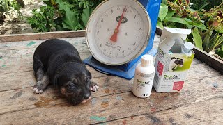 Drontal oral suspension deworming dogs  home DIY [upl. by Nedgo745]