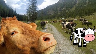 Le mucche corrono da noi ATTENTI AL TORO Passeggiata in malga tra una mandria di mucche [upl. by Daniyal]