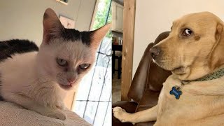 😼 Are You Ready for the CUTEST Cat and Dog Moments 🐶 [upl. by Vange837]