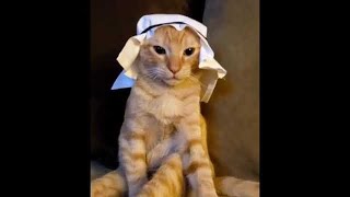 Arabian Cat music meme 1 hour  Mundian to Bach Ke 1 hour [upl. by Manwell283]