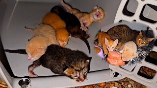 The full story of a rescue poor abandoned mother cat and her newborn kittens [upl. by Gitlow]