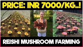 Red Reishi Mushroom Farming  How to grow Reishi Mushrooms at Home  Reishi Mushroom Cultivation [upl. by Ivek]