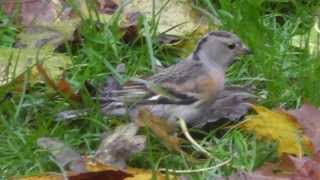 Female Brambling [upl. by Scherman931]