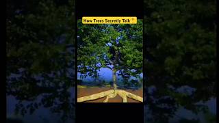 How Trees Secretly Talk🤔😱ytshorts facts short factsdaily tree secretly talk newamazedfacts [upl. by Giulia192]