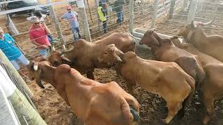 FEIRA DE GADO EM CIPÓ BA 060324SÓ O LUXO [upl. by Risteau]