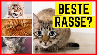 TOP 10 KATZENRASSEN  Das sind die beliebtesten Rassekatzen in Deutschland [upl. by Bruni]