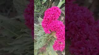 Celosia Cristata plants plant naturelovers flowers [upl. by Kelwin]