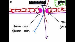 Leaf CrossSection [upl. by Aynas]