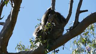 Yanchep National Park Koalas Walk McNess House [upl. by Cosette]