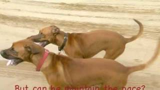 Rhodesian Ridgeback vs Quad Bike  Ridgebacks Racing [upl. by Aible242]