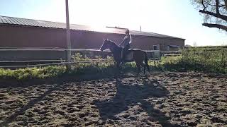 met Black de galop trainen🙈😁5 [upl. by Esirahs]