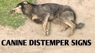 CANINE Distemper Signs In Dogs Case 1 [upl. by Abbottson]