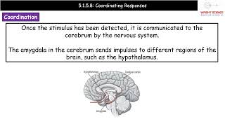 A Level Biology  5158  Coordinating Responses [upl. by Bernelle125]