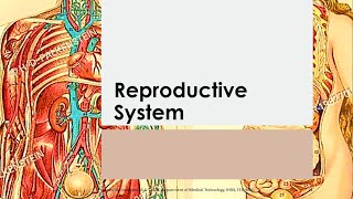 Basic Anatomy amp Physiology 19  REPRODUCTIVE SYSTEM Reference Seeleys [upl. by Stephannie]