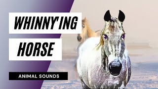 Whinnying Horse  horse whinnying  mp3 [upl. by Obadias]