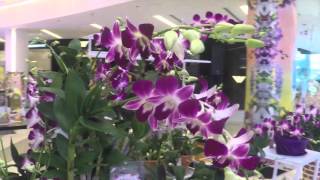 Thailands Orchid Aerides crassifolia [upl. by Groark]