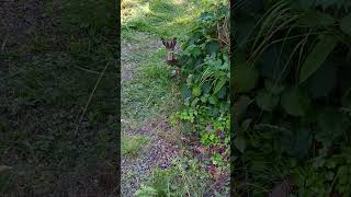 Bunny in the beach garden 🐰 Rabbit Mountain Hare 🐇 Metsäjänis Jänis Lepus timidus Skogshare 雪兔 ユキウサギ [upl. by Nick894]