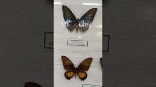 Unique Collection of Tropical Butterflies Lepidoptera giants of genus Ornithoptera Museum in Kyiv [upl. by Aicre]