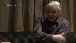 PART 2 David Attenborough on birds of paradise  by Nature Video [upl. by Natanoj431]