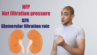 Glomerular Filtration شرح بالعربي [upl. by Colbye]