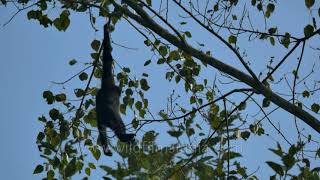 Did you know that brachiation or swinging from branch to branch is unique to Hoolock Gibbons [upl. by Biancha]