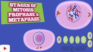 Stages of Mitosis partI  prophase  metaphase [upl. by Sommers]