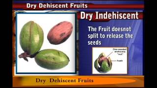 Dry DEHISCENT fruit [upl. by Partridge]