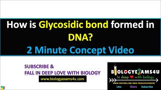 How is Glycosidic Bond formed in DNA BetaN Glycosidic bond in DNA [upl. by Euqinoj]