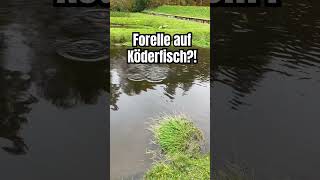 Forelle auf Köderfisch 😱 👉 100 angeln forellenangeln raubfischangeln [upl. by Luis]