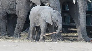 African Elephant Calf  Howletts Wild Animal Park 2019 [upl. by Llemaj630]